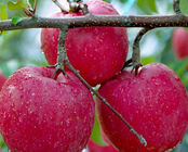 50%-90%Apple Polyphenols,Pyrus Malus Fruit Extract,Malus sylvestris extract CAS:85251-63-4